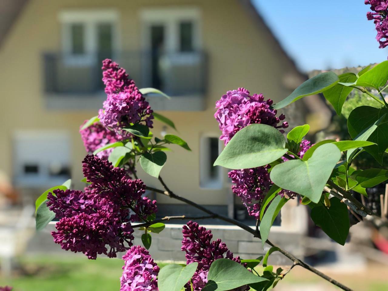 Juno Apartman Vendeghaz Miskolc Exterior photo